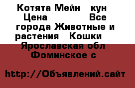 Котята Мейн - кун › Цена ­ 19 000 - Все города Животные и растения » Кошки   . Ярославская обл.,Фоминское с.